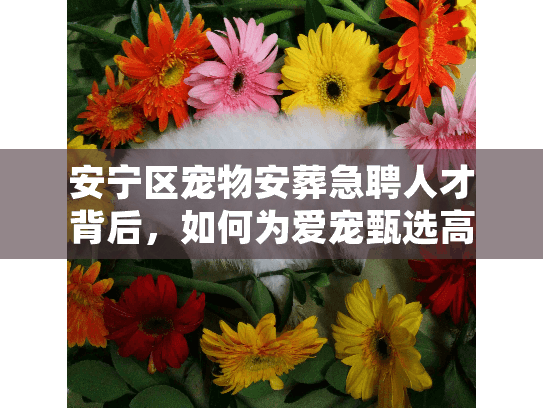 安宁区宠物安葬急聘人才背后，如何为爱宠甄选高规格告别团队？