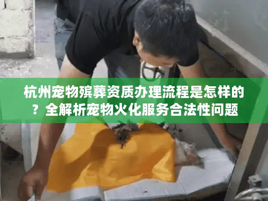 杭州宠物殡葬资质办理流程是怎样的？全解析宠物火化服务合法性问题