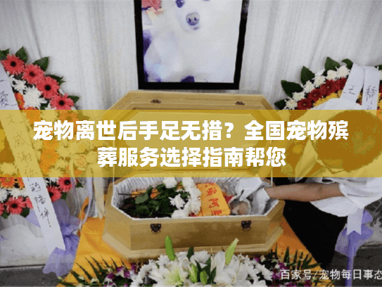 宠物离世后手足无措？全国宠物殡葬服务选择指南帮您