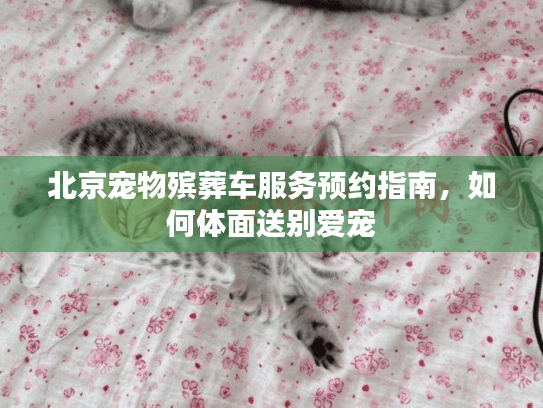 北京宠物殡葬车服务预约指南,如何体面送别爱宠 北京宠物殡葬车服务预约指南,如何体面送别爱宠