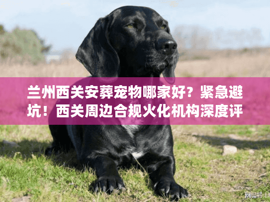 兰州西关安葬宠物哪家好？紧急避坑！西关周边合规火化机构深度评测