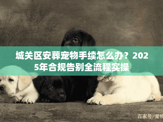 城关区安葬宠物手续怎么办？2025年合规告别全流程实操