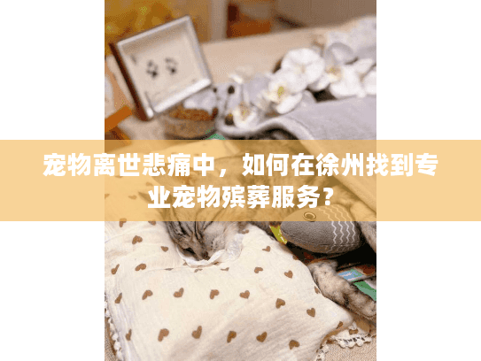 宠物离世悲痛中，如何在徐州找到专业宠物殡葬服务？