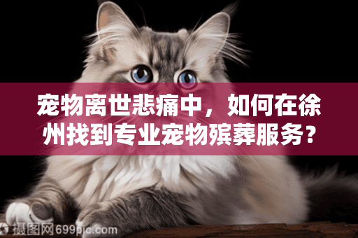 宠物离世悲痛中，如何在徐州找到专业宠物殡葬服务？