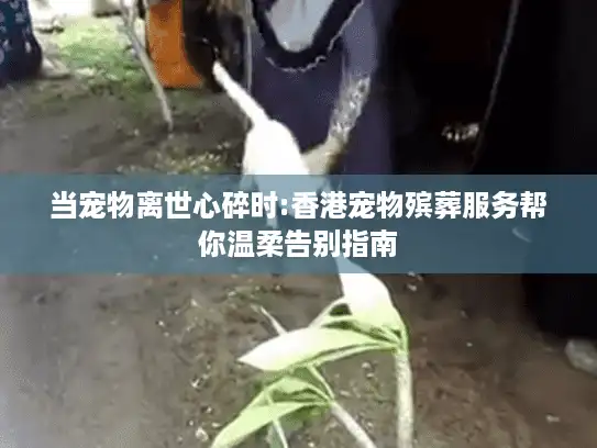 当宠物离世心碎时:香港宠物殡葬服务帮你温柔告别指南