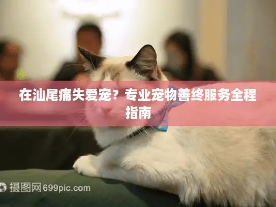在汕尾痛失爱宠?专业宠物善终服务全程指南 在汕尾痛失爱宠?专业宠物善终服务全程指南