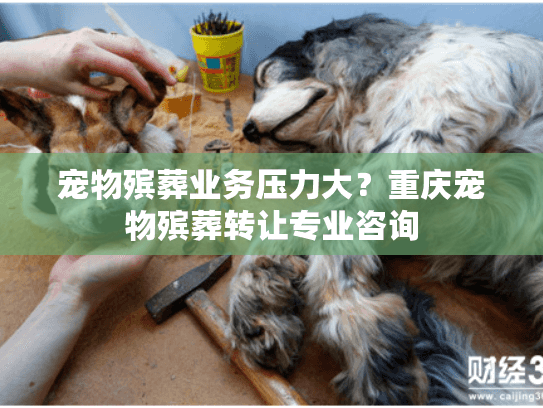 宠物殡葬业务压力大？重庆宠物殡葬转让专业咨询
