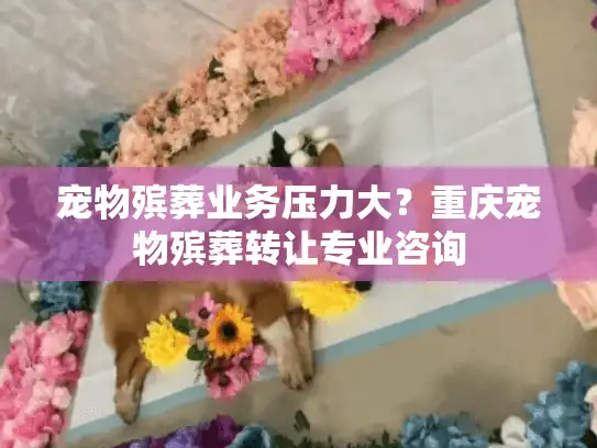 宠物殡葬业务压力大？重庆宠物殡葬转让专业咨询