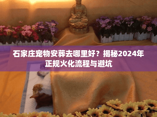 石家庄宠物安葬去哪里好？揭秘2024年正规火化流程与避坑