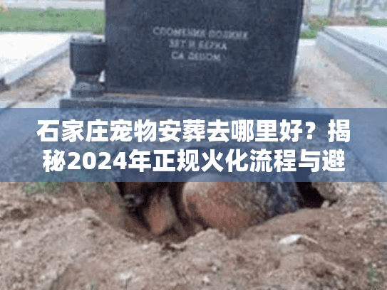 石家庄宠物安葬去哪里好？揭秘2024年正规火化流程与避坑