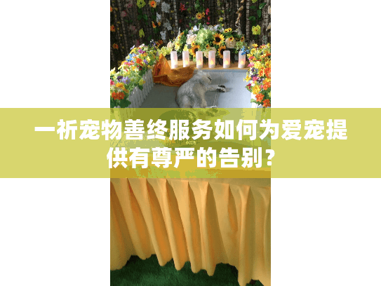 一祈宠物善终服务如何为爱宠提供有尊严的告别? 一祈宠物善终服务如何为爱宠提供有尊严的告别?