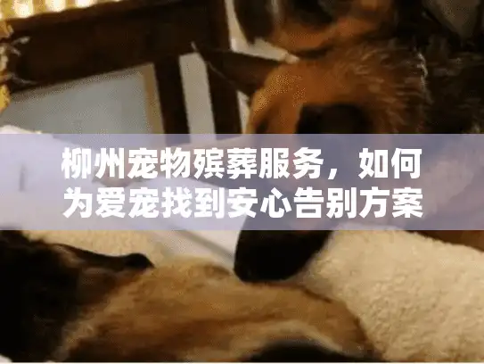 柳州宠物殡葬服务，如何为爱宠找到安心告别方案？