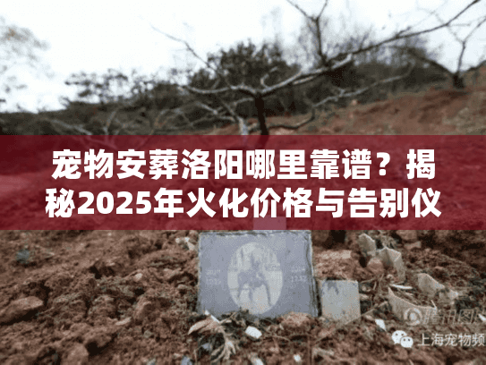 宠物安葬洛阳哪里靠谱？揭秘2025年火化价格与告别仪式