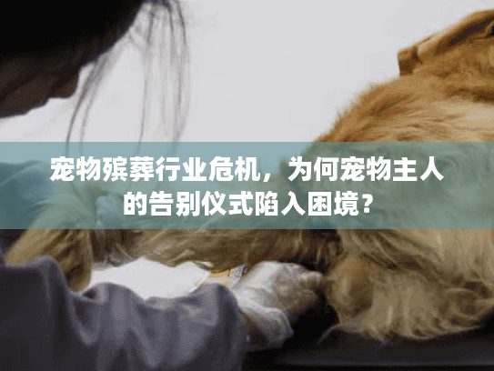 宠物殡葬行业危机，为何宠物主人的告别仪式陷入困境？