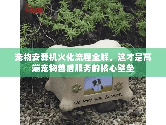 宠物安葬机火化流程全解，这才是高端宠物善后服务的核心壁垒
