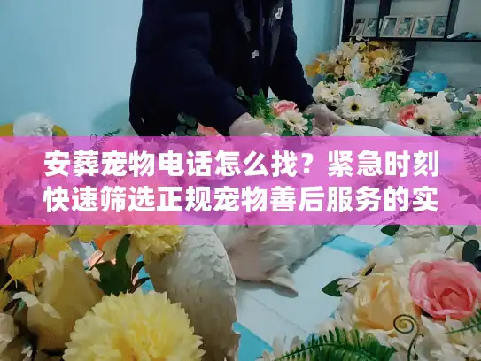 安葬宠物电话怎么找?紧急时刻快速筛选正规宠物善后服务的实战经验 安葬宠物电话怎么找?紧急时刻快速筛选正规宠物善后服务的实战经验