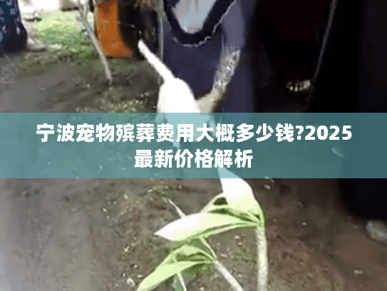 宁波宠物殡葬费用大概多少钱?2025最新价格解析