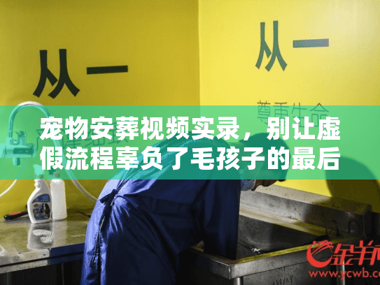 宠物安葬视频实录,别让虚假流程辜负了毛孩子的最后一程 宠物安葬视频实录,别让虚假流程辜负了毛孩子的最后一程