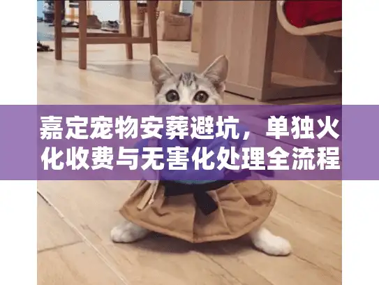 嘉定宠物安葬避坑，单独火化收费与无害化处理全流程