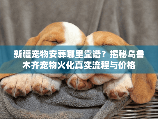 新疆宠物安葬哪里靠谱?揭秘乌鲁木齐宠物火化真实流程与价格 新疆宠物安葬哪里靠谱?揭秘乌鲁木齐宠物火化真实流程与价格