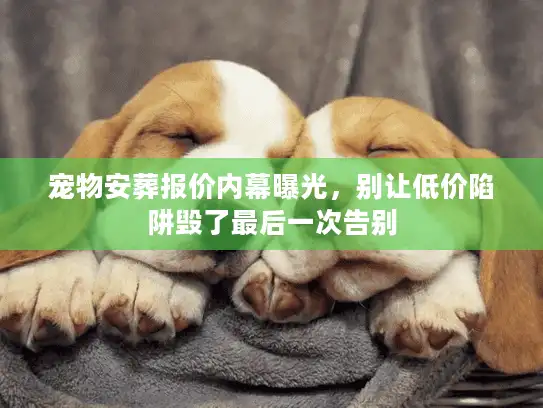 宠物安葬报价内幕曝光,别让低价陷阱毁了最后一次告别 宠物安葬报价内幕曝光,别让低价陷阱毁了最后一次告别