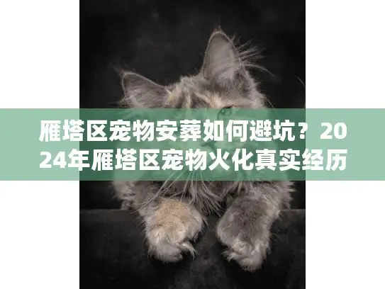 雁塔区宠物安葬如何避坑？2024年雁塔区宠物火化真实经历复盘