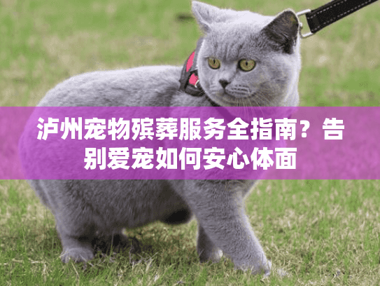 泸州宠物殡葬服务全指南？告别爱宠如何安心体面