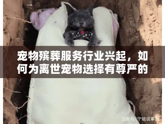 宠物殡葬服务行业兴起，如何为离世宠物选择有尊严的告别方式？