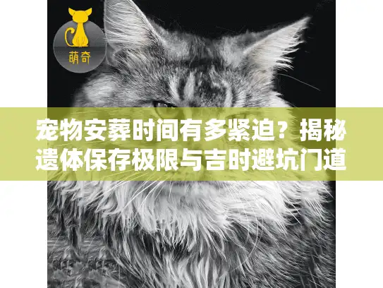 宠物安葬时间有多紧迫？揭秘遗体保存极限与吉时避坑门道