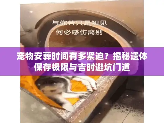 宠物安葬时间有多紧迫？揭秘遗体保存极限与吉时避坑门道