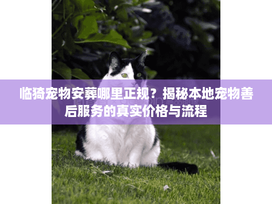 临猗宠物安葬哪里正规？揭秘本地宠物善后服务的真实价格与流程
