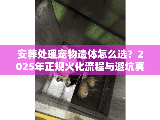 安葬处理宠物遗体怎么选？2025年正规火化流程与避坑真相