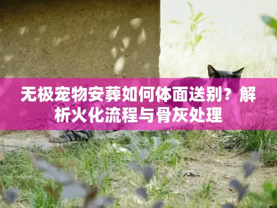 无极宠物安葬如何体面送别？解析火化流程与骨灰处理