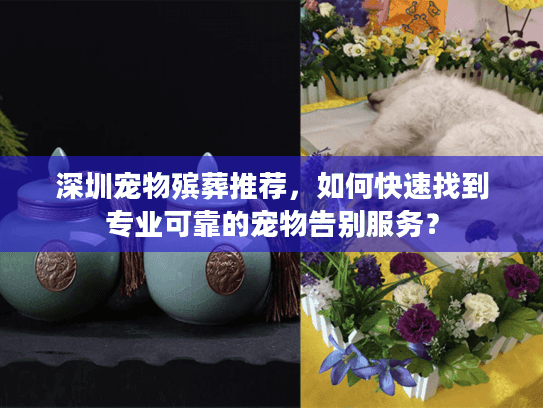 深圳宠物殡葬推荐，如何快速找到专业可靠的宠物告别服务？