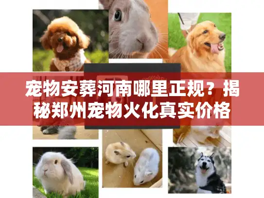 宠物安葬河南哪里正规？揭秘郑州宠物火化真实价格与流程
