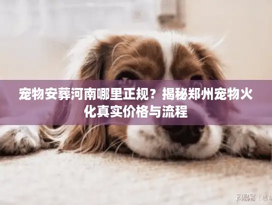 宠物安葬河南哪里正规？揭秘郑州宠物火化真实价格与流程