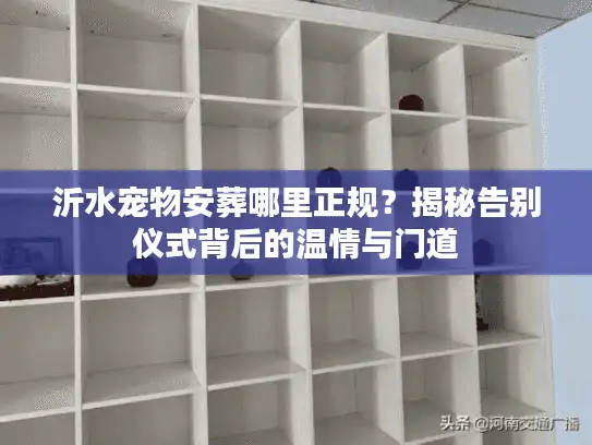 沂水宠物安葬哪里正规？揭秘告别仪式背后的温情与门道