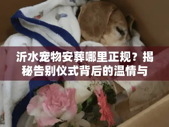 沂水宠物安葬哪里正规？揭秘告别仪式背后的温情与门道