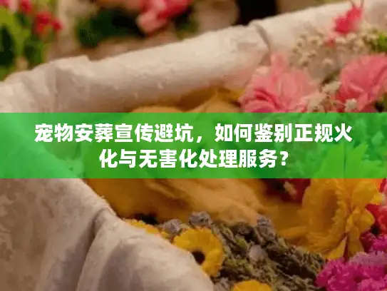 宠物安葬宣传避坑,如何鉴别正规火化与无害化处理服务? 宠物安葬宣传避坑,如何鉴别正规火化与无害化处理服务?