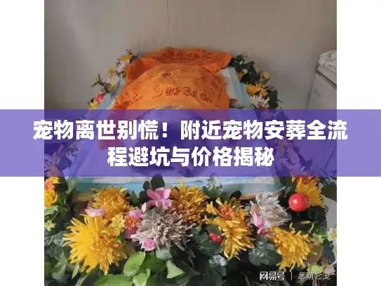 宠物离世别慌！附近宠物安葬全流程避坑与价格揭秘