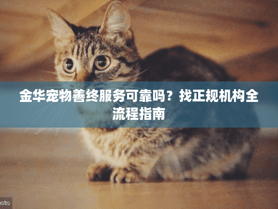 金华宠物善终服务可靠吗？找正规机构全流程指南