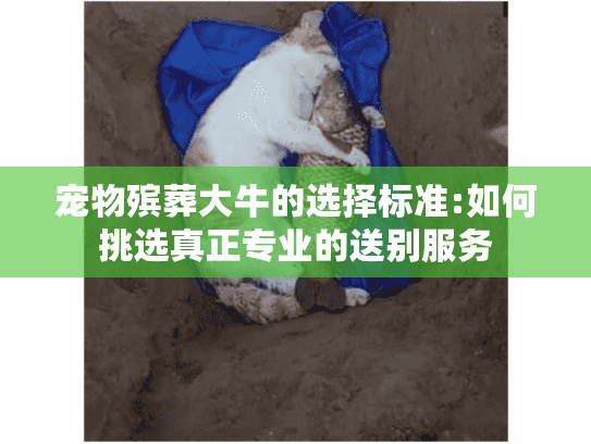 宠物殡葬大牛的选择标准:如何挑选真正专业的送别服务 宠物殡葬大牛的选择标准:如何挑选真正专业的送别服务