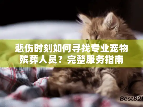 悲伤时刻如何寻找专业宠物殡葬人员?完整服务指南 悲伤时刻如何寻找专业宠物殡葬人员?完整服务指南
