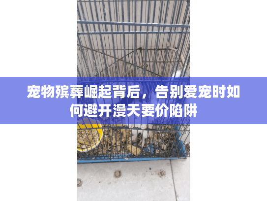 宠物殡葬崛起背后，告别爱宠时如何避开漫天要价陷阱