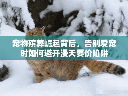 宠物殡葬崛起背后，告别爱宠时如何避开漫天要价陷阱