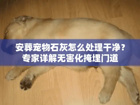 安葬宠物石灰怎么处理干净？专家详解无害化掩埋门道