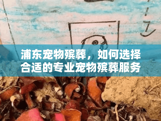 浦东宠物殡葬，如何选择合适的专业宠物殡葬服务？
