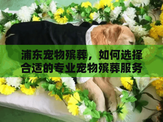浦东宠物殡葬，如何选择合适的专业宠物殡葬服务？
