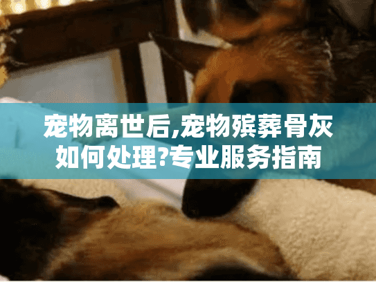 宠物离世后,宠物殡葬骨灰如何处理?专业服务指南
