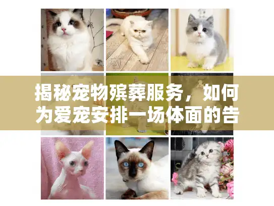 揭秘宠物殡葬服务，如何为爱宠安排一场体面的告别？